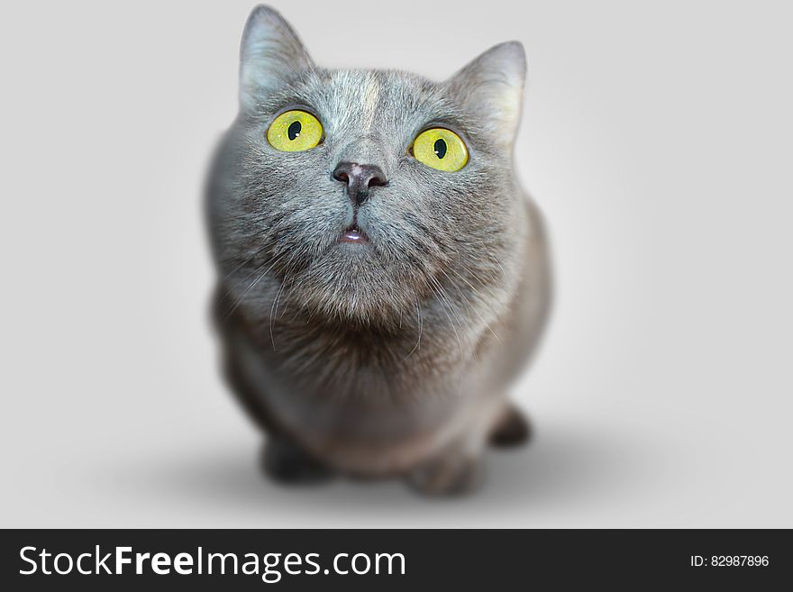 Portrait of cute staring cat with bright yellow eyes. Portrait of cute staring cat with bright yellow eyes.