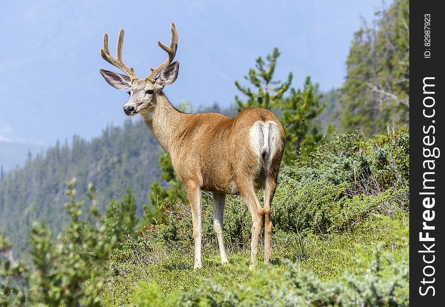 Brown And White Deer On The Green Mountain During Daytime