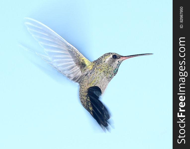 Side view of hummingbird in flight with blue sky background.