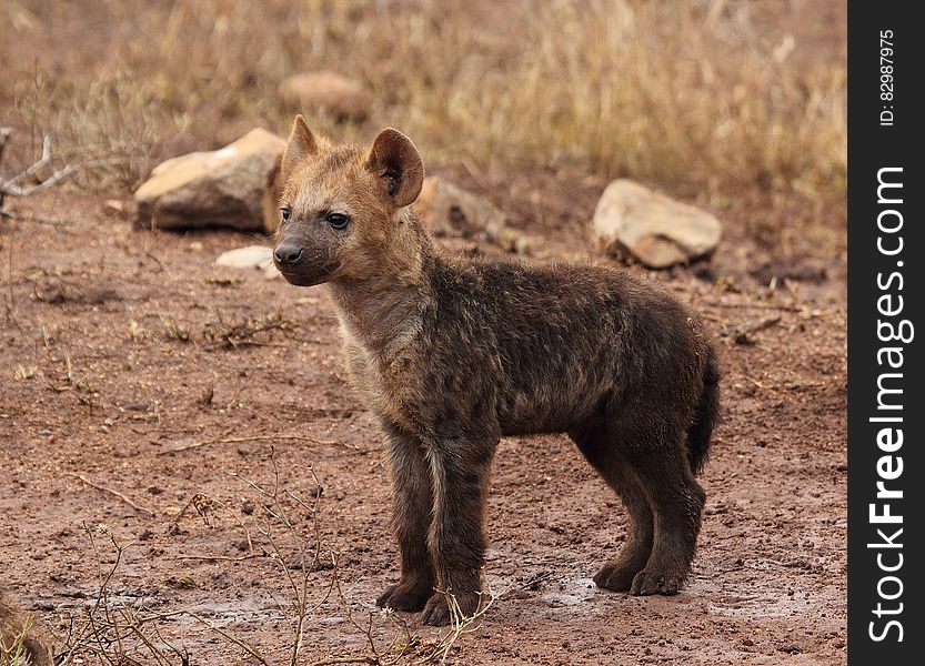 Brown Hyena Cub