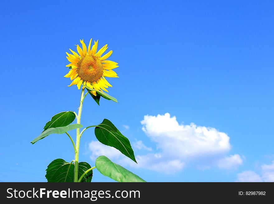 Sunflower Blooming during Daytime