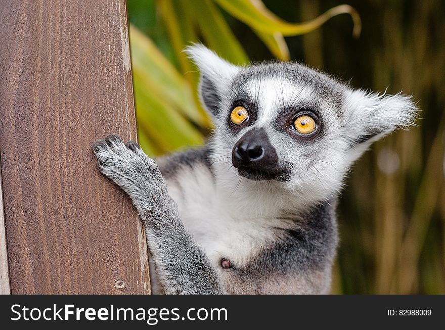 Outdoor portrait of a Madagascar lemur with yellow eyes staring.