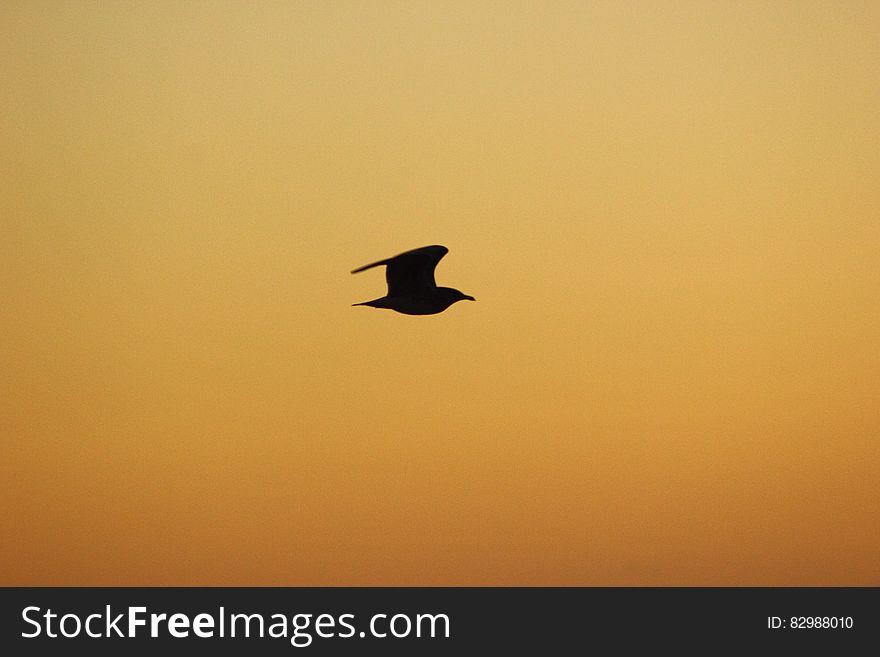 A silhouette of a flying seagull in front of a sunrise sky. A silhouette of a flying seagull in front of a sunrise sky.