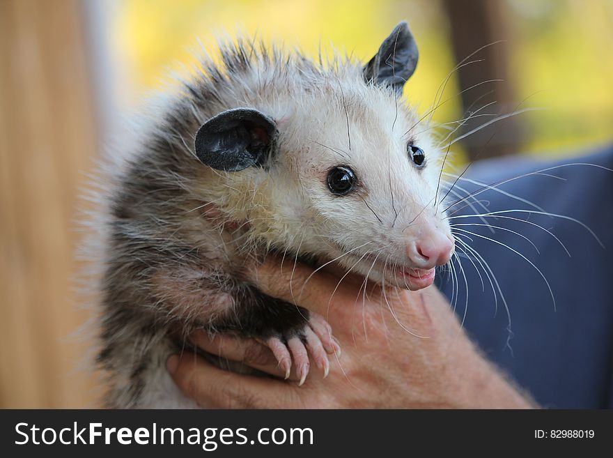 Black Brown and White Animal