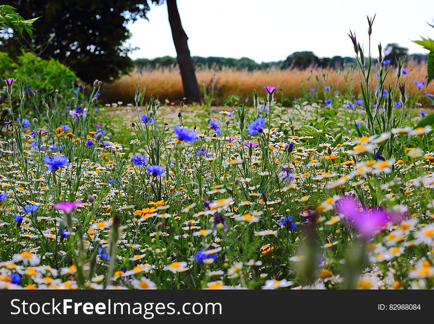 Wild flowers including daisies and corn flowers