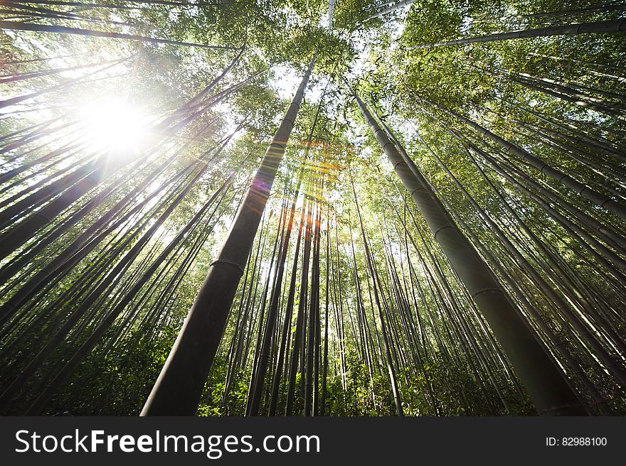 Sunlight over Brown Bamboo Trees