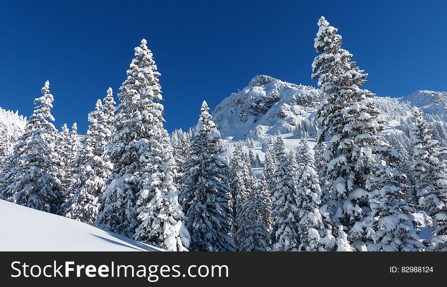 Fir trees in a mountain forest covered in snow. Fir trees in a mountain forest covered in snow.