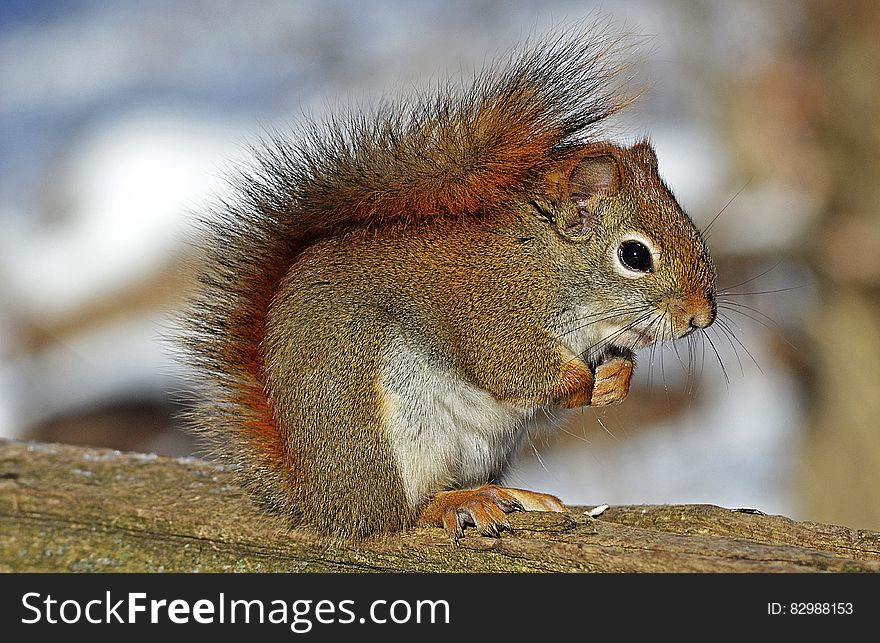 Small Squirrel Standing on Brown Wood