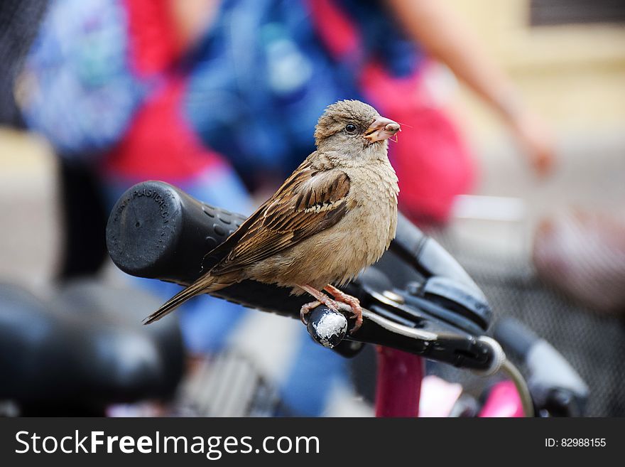 A sparrow perched on a bicycle hand brake. A sparrow perched on a bicycle hand brake.