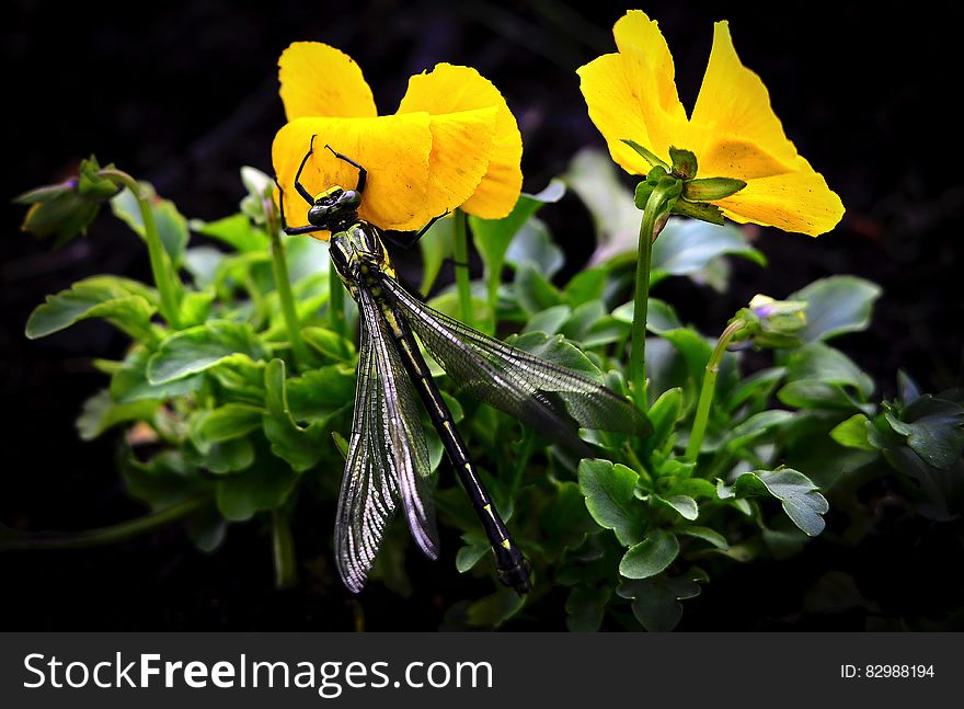 Dragonfly on Yellow Flowers