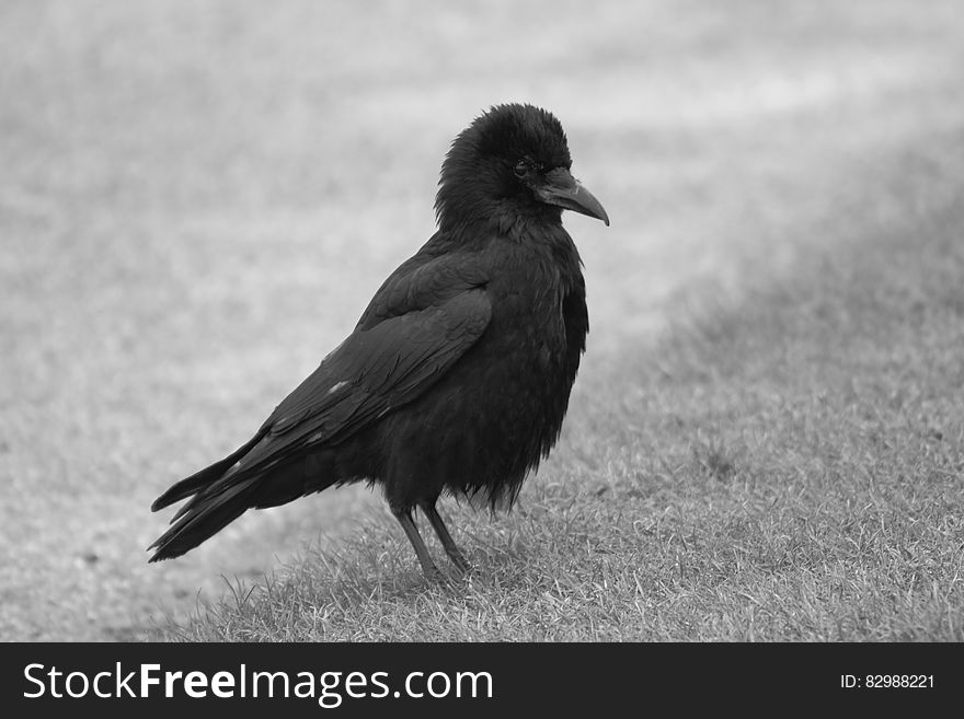 A black and white photo of a black crow on grass.
