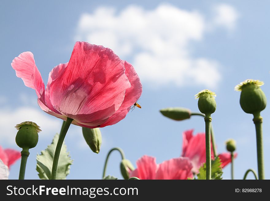 A close up of blooming poppies against blue skies.