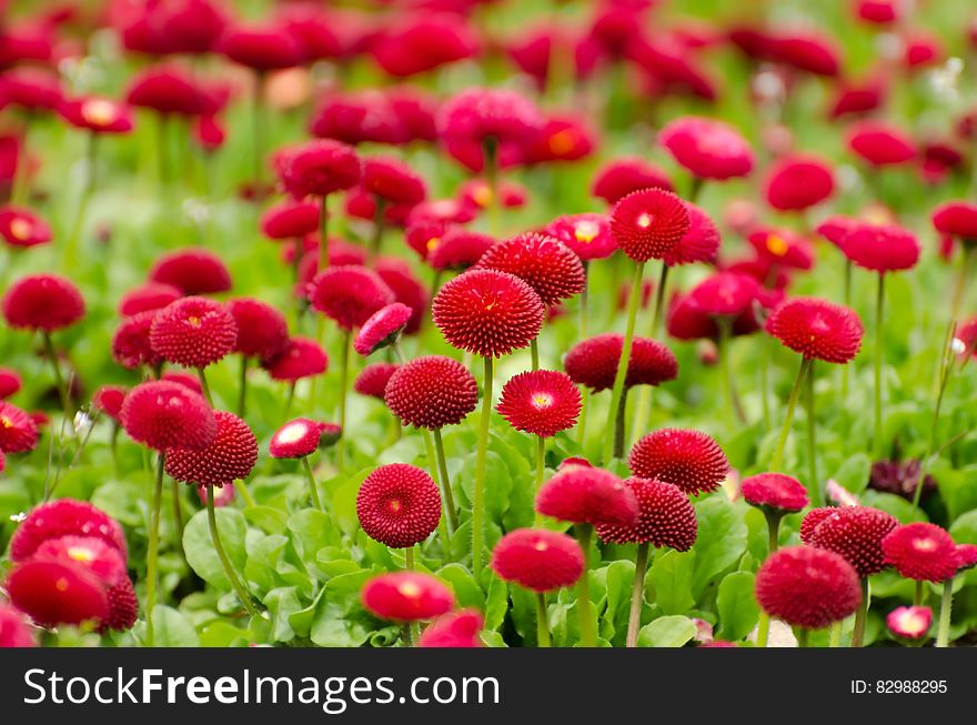 A field with red pomponette Bellis perennis (daisy) flowers. A field with red pomponette Bellis perennis (daisy) flowers.
