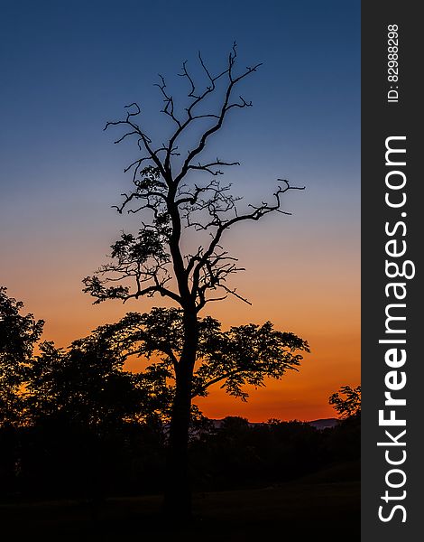 Silhouettes Of Trees At Sunset