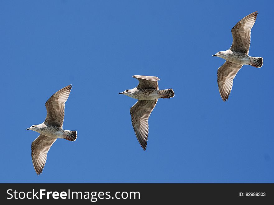 3 White Birds Flying Under Blue Sky