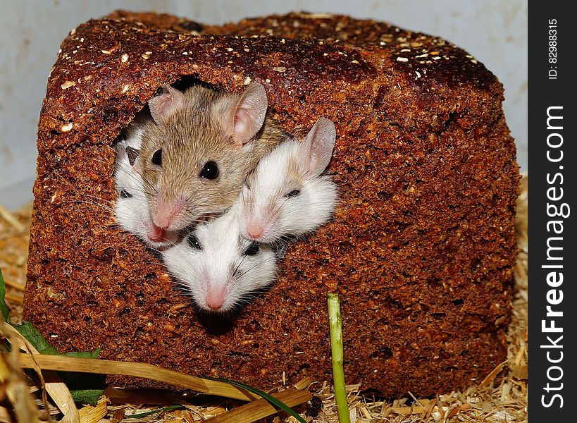 Four Small White Brown Mice Poking Their Heads Out From A Bread Loaf