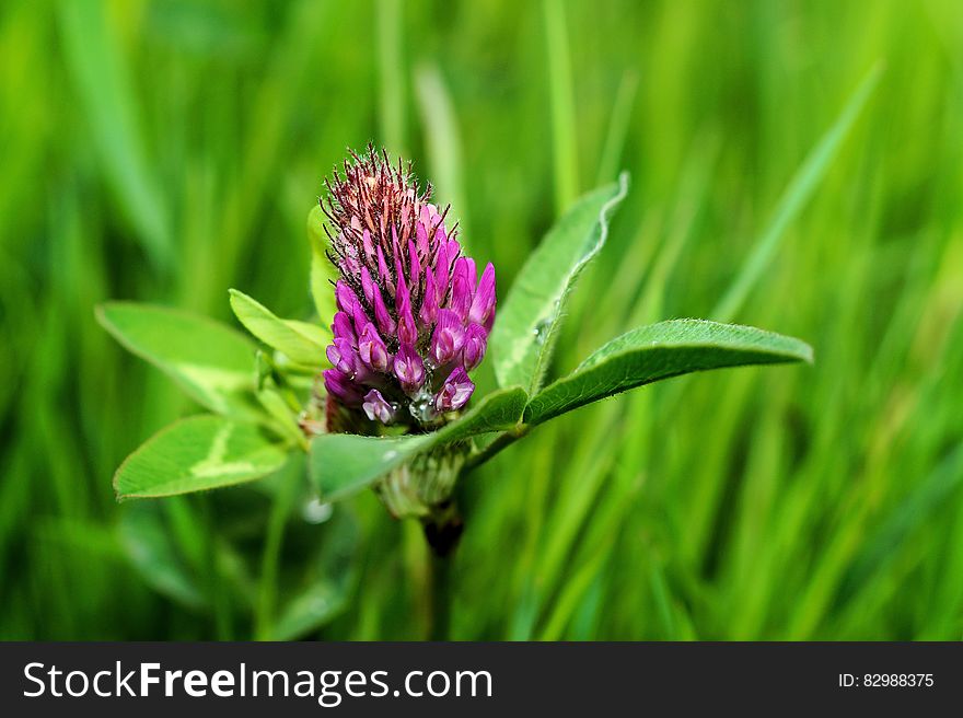 Purple Petal Flower on Green Grass