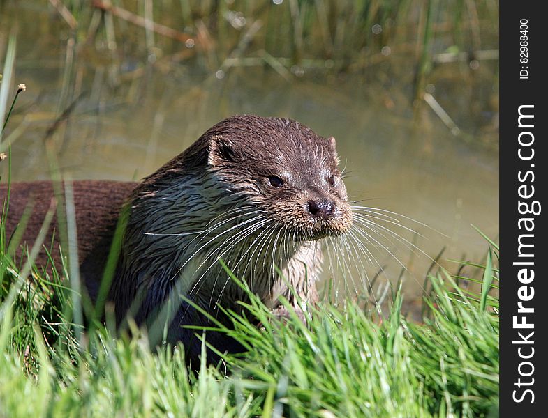 Brown Otter Near Green Grass