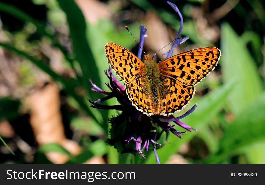 Yellow and Black Butterfly on Purple Flower at Daytime