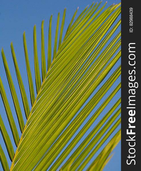Green Palm Tree Branch during Daytime