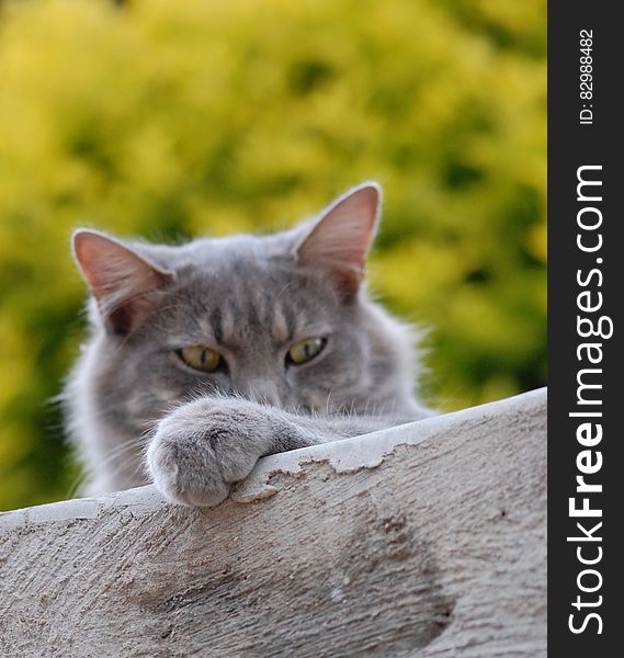 Portrait of a fluffy gray cat peering over a wall or the trunk of a fallen tree, green background. Portrait of a fluffy gray cat peering over a wall or the trunk of a fallen tree, green background.