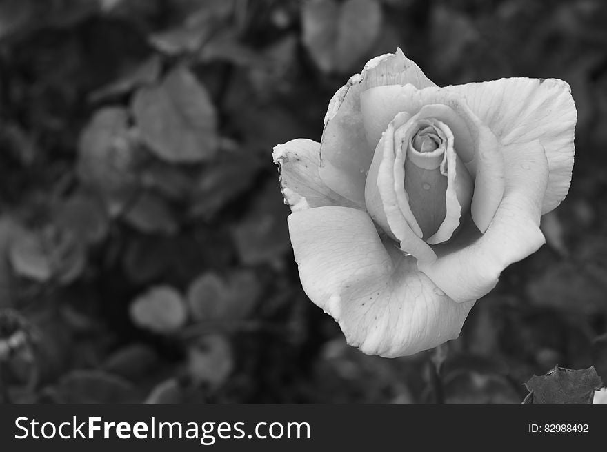 Single white rose with delicate petals just opening and with selective focus, dark background. .