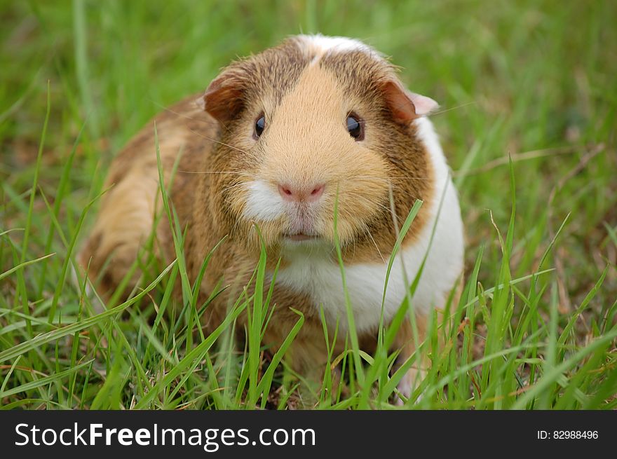 White and Brown Guinea Pig on Ground