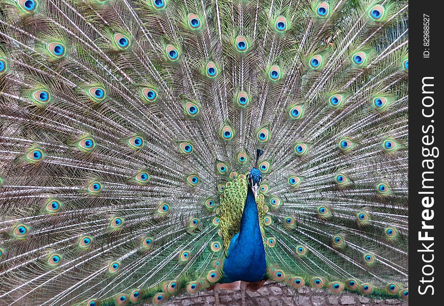 Colorful Peacock