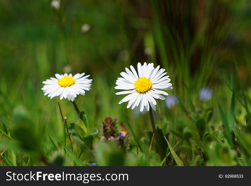 Closeup of two white and yellow daisy flowers in a meadow with selective focus. Closeup of two white and yellow daisy flowers in a meadow with selective focus.