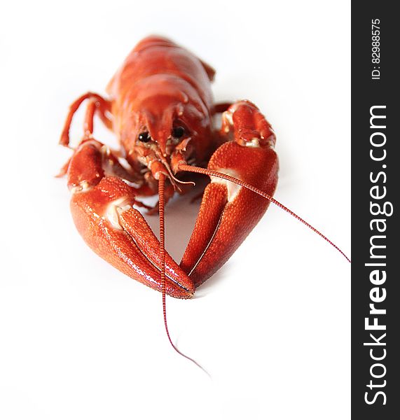 Red and White Lobster on a White Surface