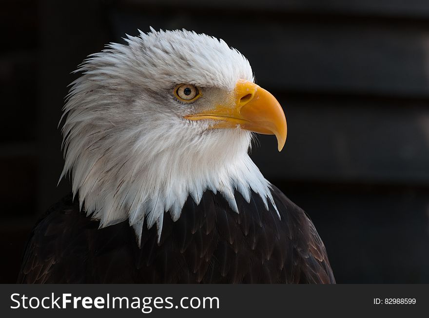 Close Photography of Bald Eagle