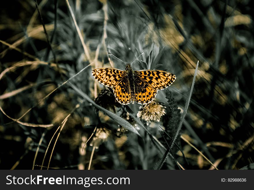 Selective Focus Photo of Black White and Yellow Butterfly