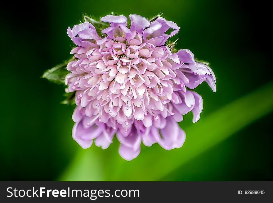 A Scabiosa or pincushion flower close up. A Scabiosa or pincushion flower close up.