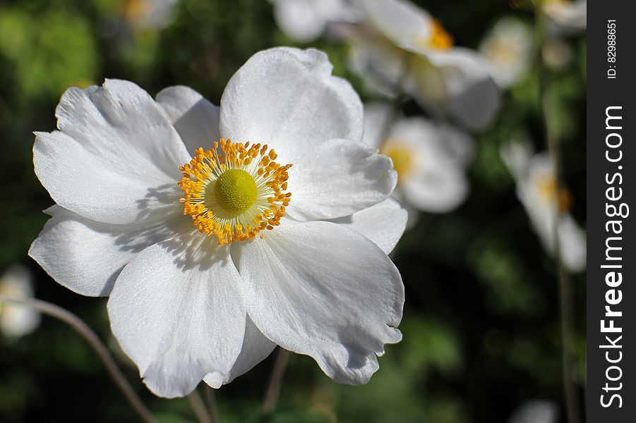 White Flower With Yellow Center