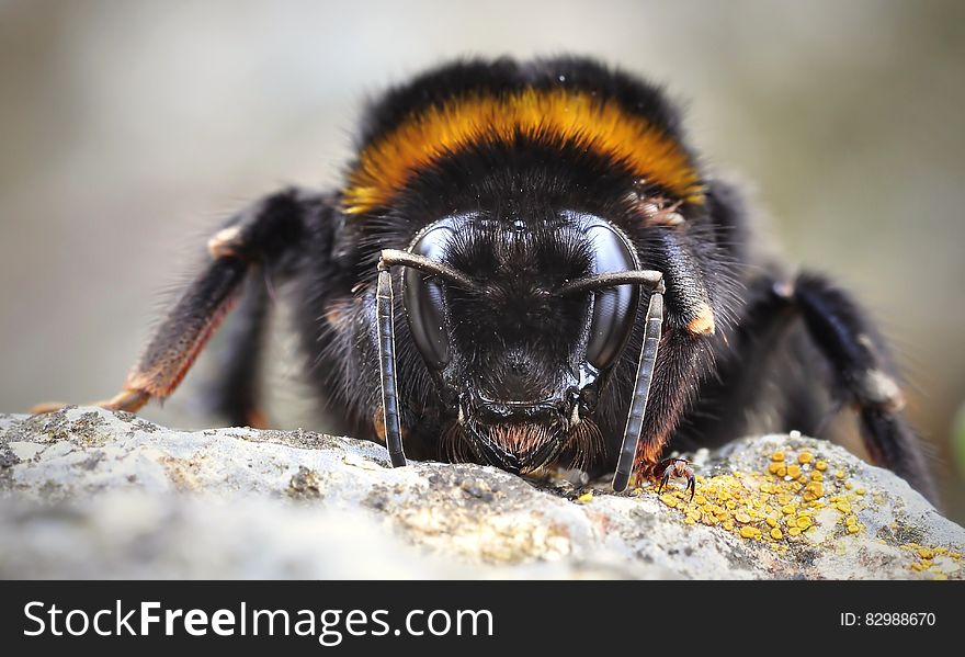 A close up of a bumble bee on a rock.