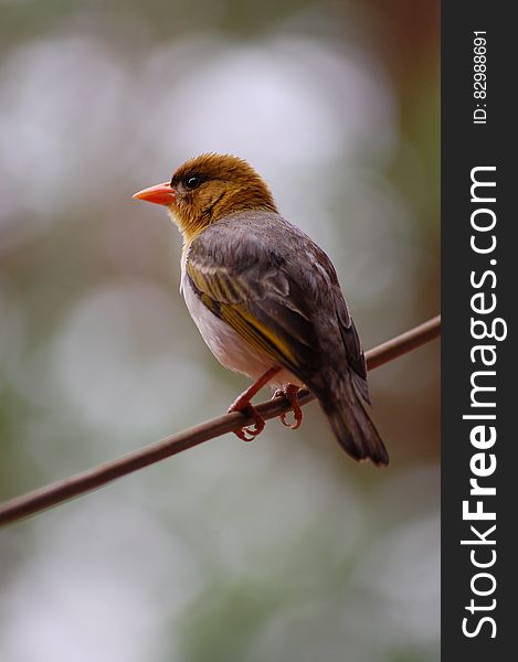 Brown And Black Feather Bird On Tree Branch