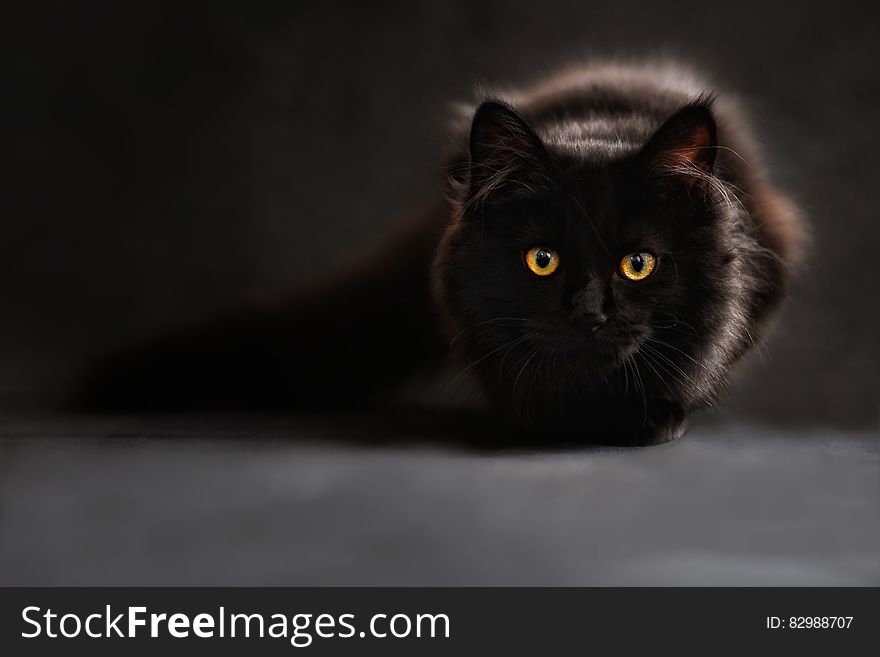 Brown And Black Cat