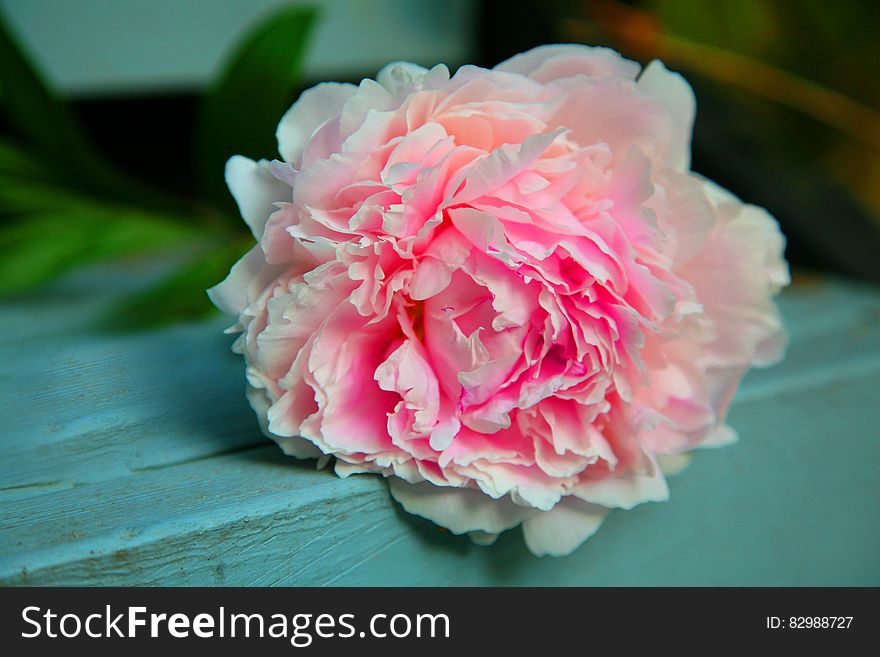 A lush pale pink peony flower laid on a table. A lush pale pink peony flower laid on a table.