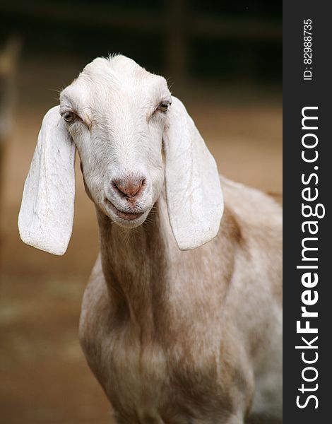 Closeup portrait of goat (nanny) with white floppy ears and soft gentle expression, brown uncluttered background.