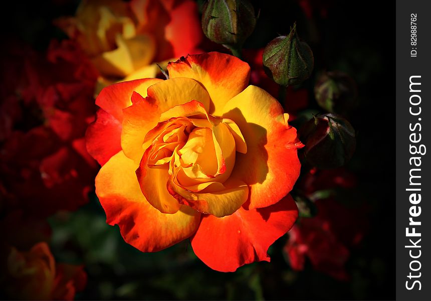 Focus Photography Of Yellow And Orange Petaled Flower