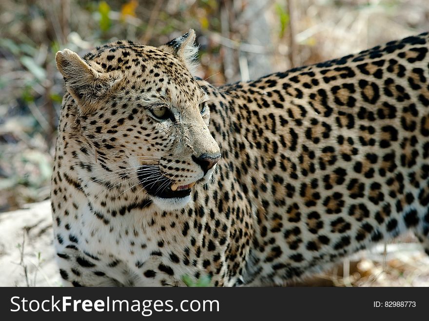 A close up of a leopard in its natural habitat.