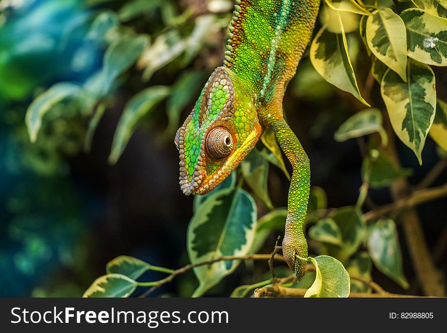 Green Chameleon on Green Leaved Tree