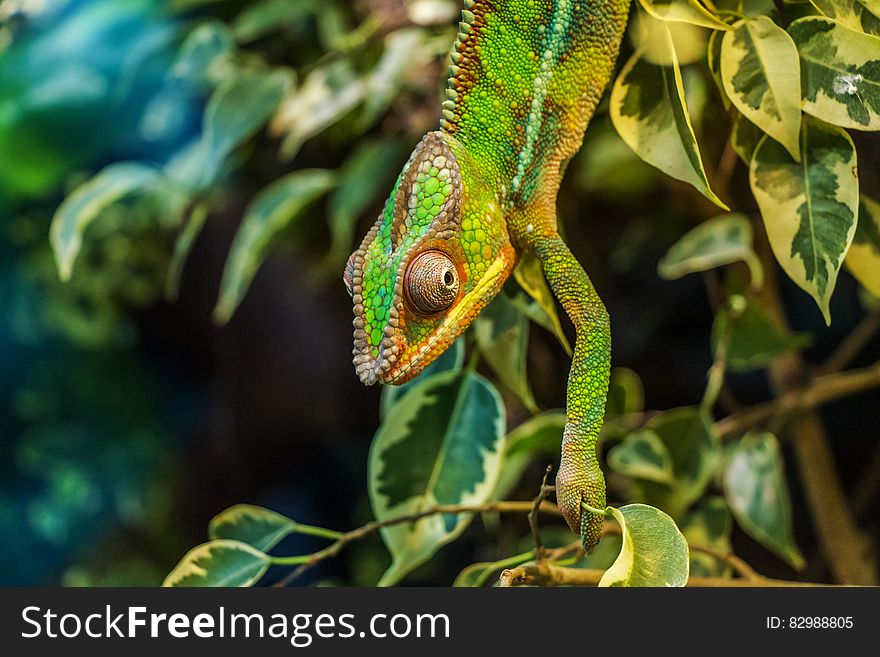 Green Chameleon On Green Leaved Tree