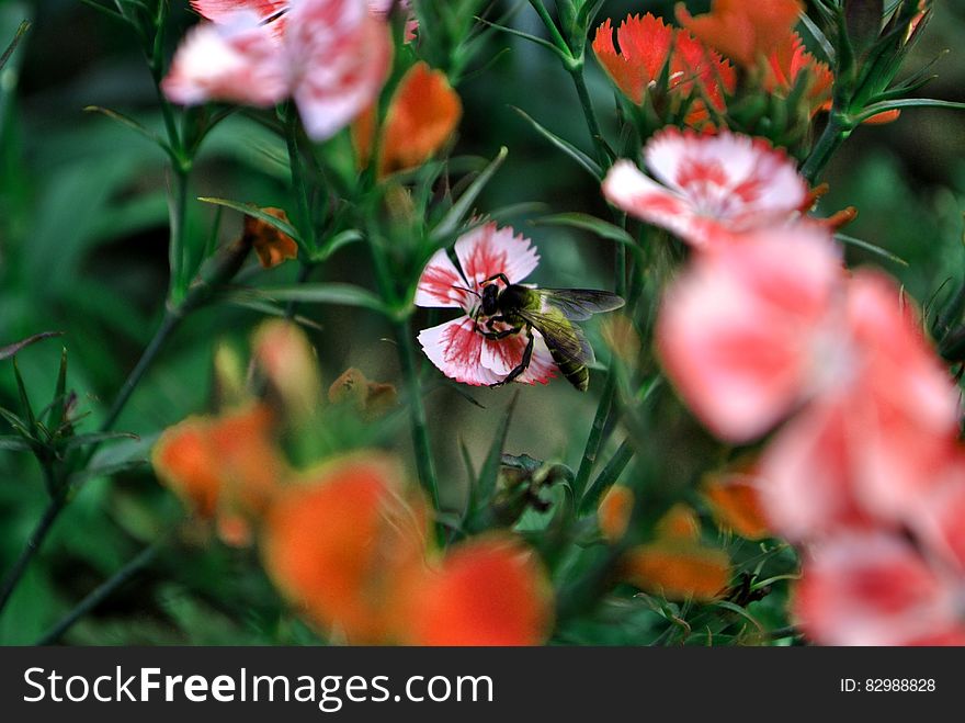 A bee pollinating a red white field flower. A bee pollinating a red white field flower.