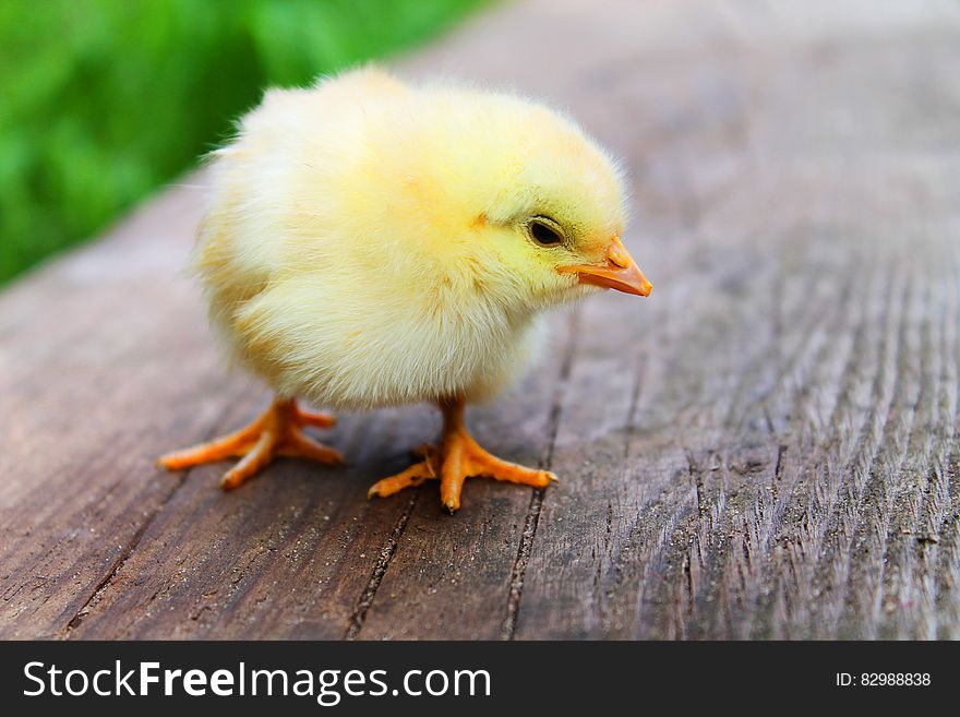 A close up of a yellow chicken standing on a wooden table. A close up of a yellow chicken standing on a wooden table.