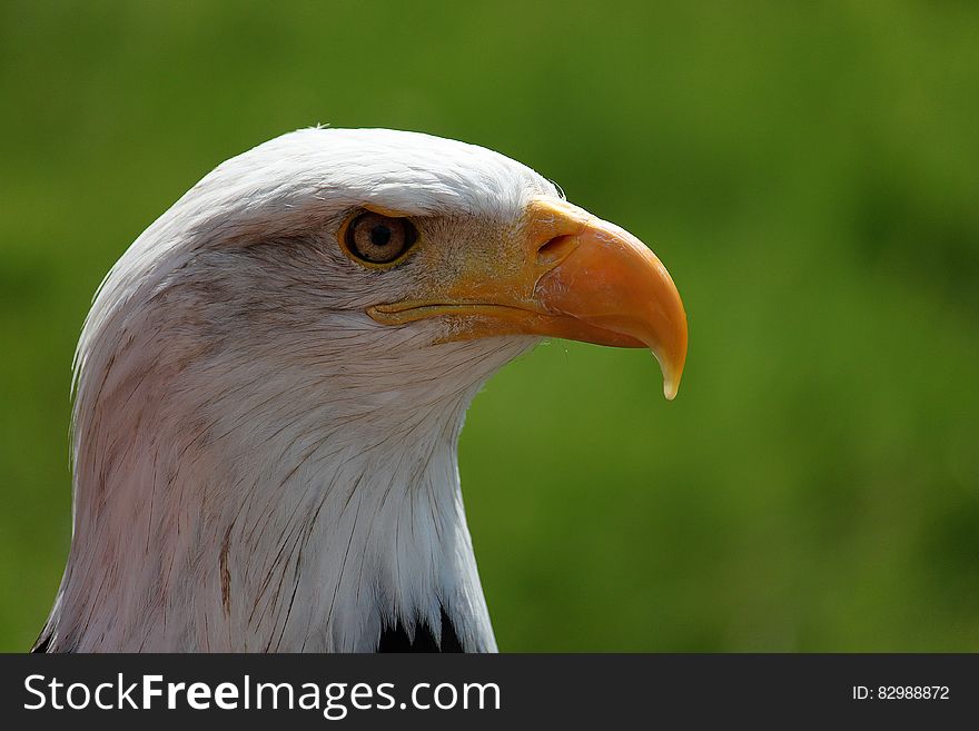 A close up shot of an eagle head.