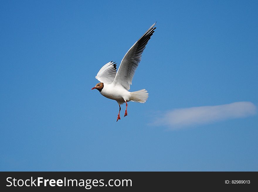 White Bird Flying Above Blue Skies during Daytime