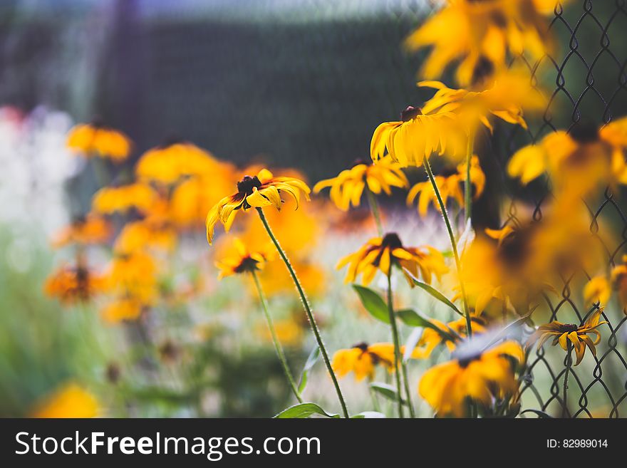 Yellow flowers