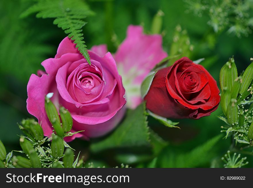 Red And Pin Rosebuds