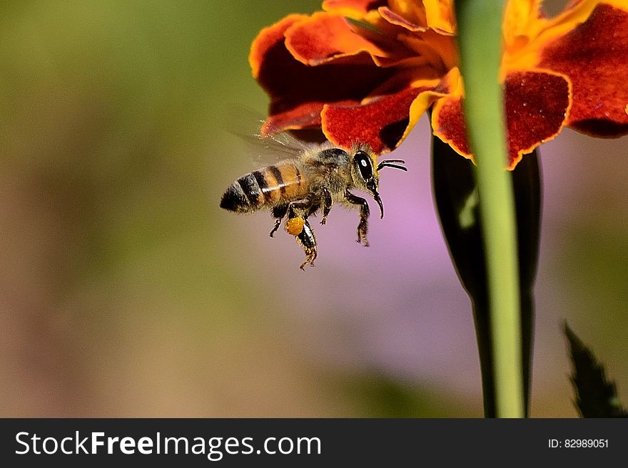 Honey Bee on Red and Yellow Flower during Daytime
